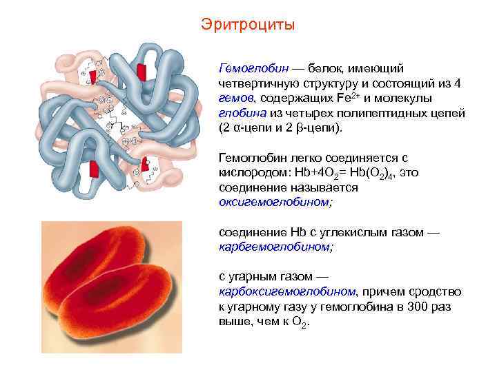 Эритроциты  Гемоглобин — белок, имеющий четвертичную структуру и состоящий из 4 гемов, содержащих
