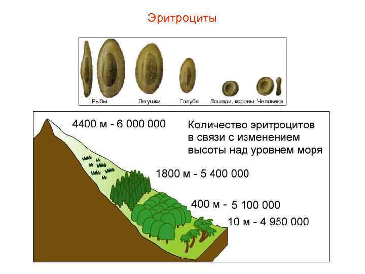 Эритроциты 