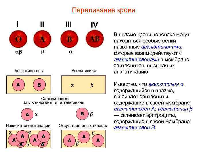 Переливание крови   В плазме крови человека могут  находиться особые белки 