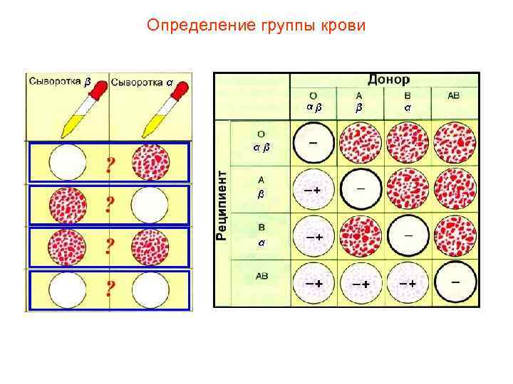 Определение группы крови 
