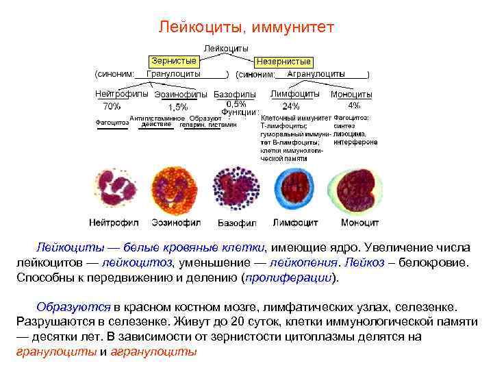      Лейкоциты, иммунитет  Лейкоциты — белые кровяные клетки, имеющие