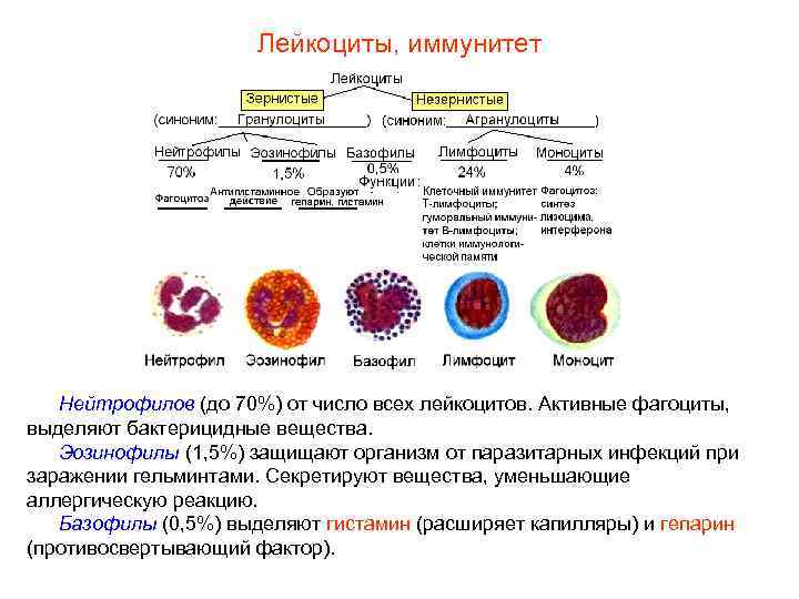      Лейкоциты, иммунитет  Нейтрофилов (до 70%) от число всех