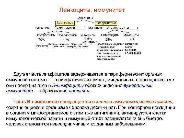     Лейкоциты, иммунитет  Другая часть лимфоцитов задерживается в периферических