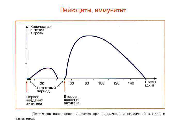 Лейкоциты, иммунитет 