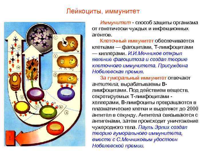 Лейкоциты, иммунитет  Иммунитет - способ защиты организма  от генетически чуждых и инфекционных