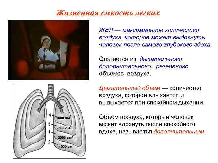 Максимально легкий. Жизненная емкость легких жел количество воздуха которое. Жизненная емкость легких – количество воздуха, которое человек может. Максимальное количество воздуха которое может выдохнуть. Жизненная емкость легких это максимальное количество воздуха.
