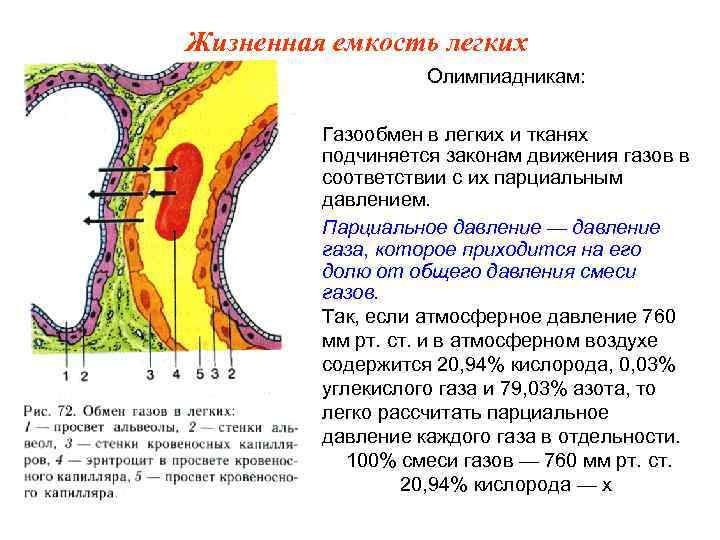 Схема общая емкость легких