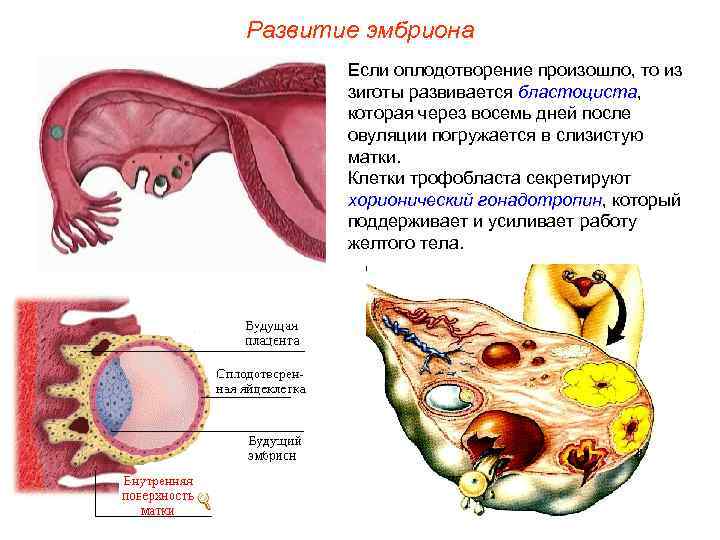 Развитие эмбриона  Если оплодотворение произошло, то из   зиготы развивается бластоциста, 