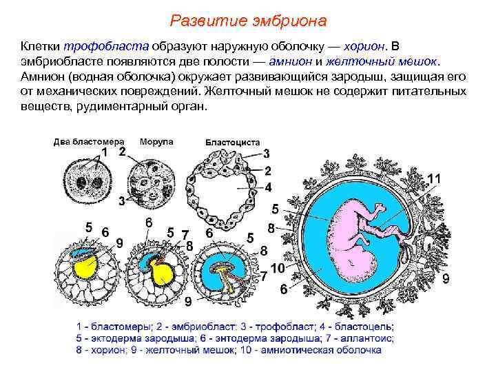      Развитие эмбриона Клетки трофобласта образуют наружную оболочку — хорион.