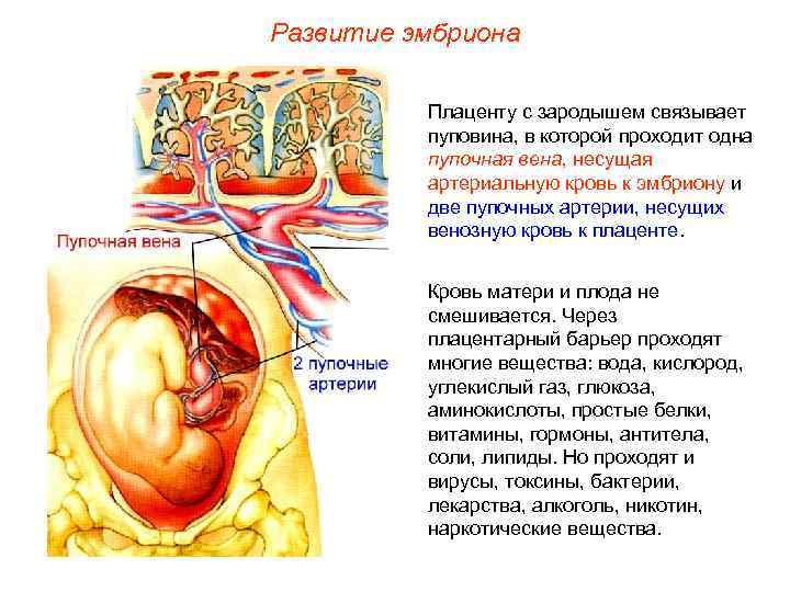 Развитие эмбриона  Плаценту с зародышем связывает  пуповина, в которой проходит одна 