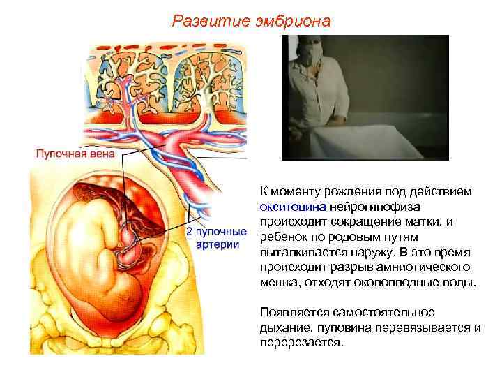 Развитие эмбриона   К моменту рождения под действием  окситоцина нейрогипофиза  происходит