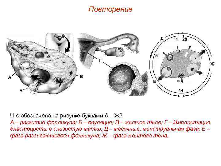       Повторение Что обозначено на рисунке буквами А –