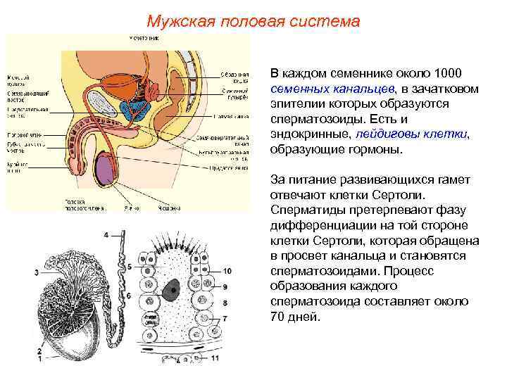 Мужская половая система    В каждом семеннике около 1000   