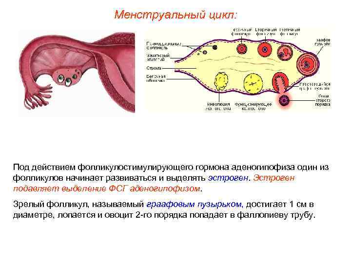      Менструальный цикл: Под действием фолликулостимулирующего гормона аденогипофиза один из