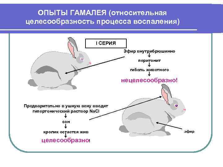   ОПЫТЫ ГАМАЛЕЯ (относительная целесообразность процесса воспаления)      I