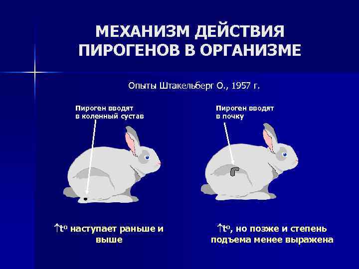  МЕХАНИЗМ ДЕЙСТВИЯ ПИРОГЕНОВ В ОРГАНИЗМЕ    Опыты Штакельберг О. , 1957