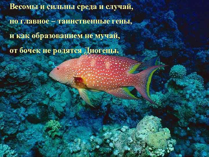 Весомы и сильны среда и случай, но главное – таинственные гены, и как образованием