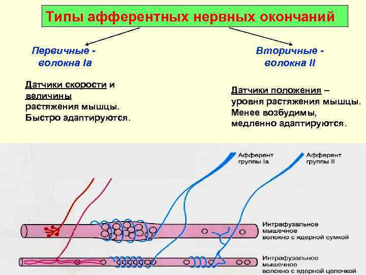   Типы афферентных нервных окончаний  Первичные -    Вторичные -