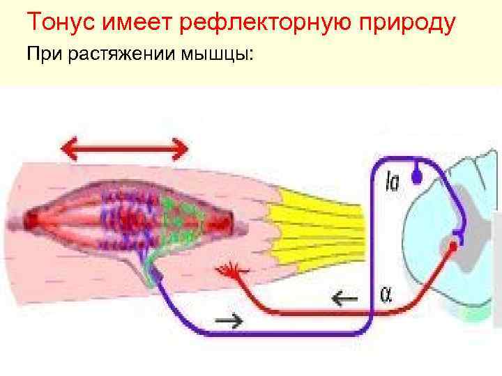 Рефлекторный тонус. Рефлекторные дуги поддержания мышечного тонуса. Рефлекторная природа мышечного тонуса. Рефлекторный характер мышц. Мышечный тонус.