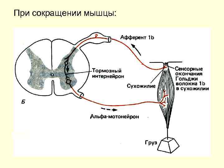 При сокращении мышцы: 