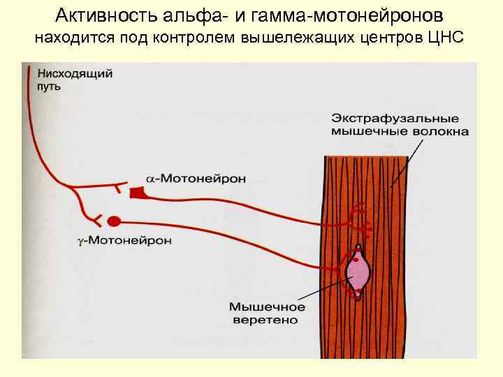  Активность альфа- и гамма-мотонейронов находится под контролем вышележащих центров ЦНС 