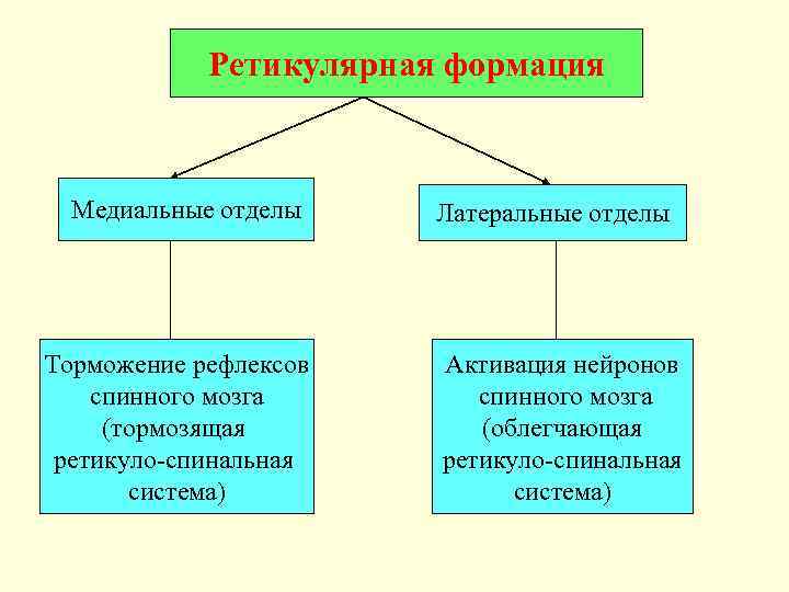   Ретикулярная формация Медиальные отделы Латеральные отделы Торможение рефлексов  Активация нейронов спинного