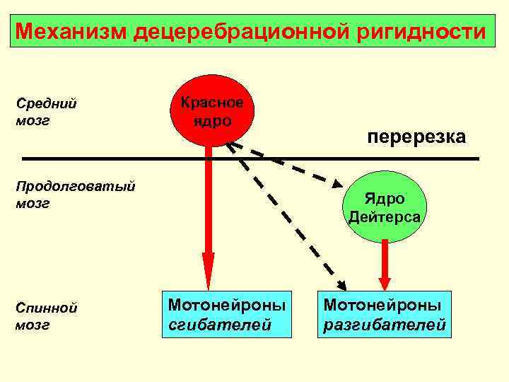 Механизм децеребрационной ригидности  Средний   Красное мозг   ядро  