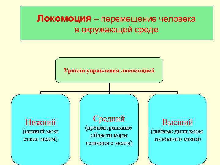   Локомоция – перемещение человека    в окружающей среде  