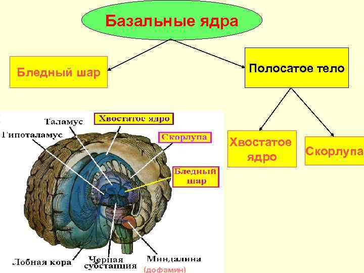    Базальные ядра  Бледный шар     Полосатое тело