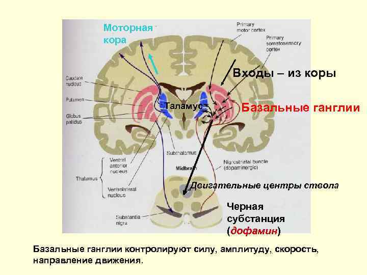    Моторная   кора       Входы