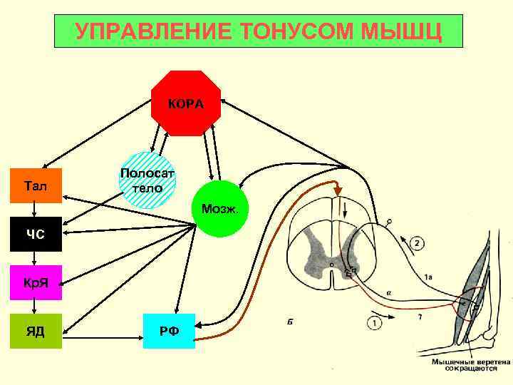  УПРАВЛЕНИЕ ТОНУСОМ МЫШЦ   КОРА   Полосат Тал тело  