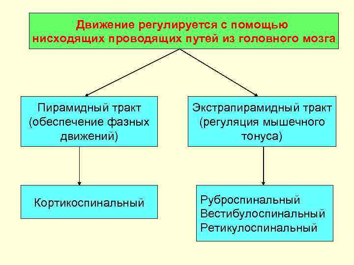  Движение регулируется с помощью нисходящих проводящих путей из головного мозга  Пирамидный тракт