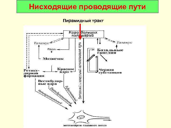 Нисходящие проводящие пути  Пирамидный тракт 