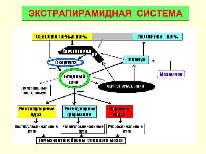 ЭКСТРАПИРАМИДНАЯ СИСТЕМА 