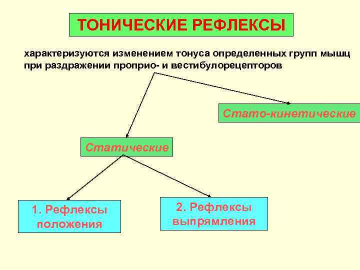    ТОНИЧЕСКИЕ РЕФЛЕКСЫ характеризуются изменением тонуса определенных групп мышц при раздражении проприо-