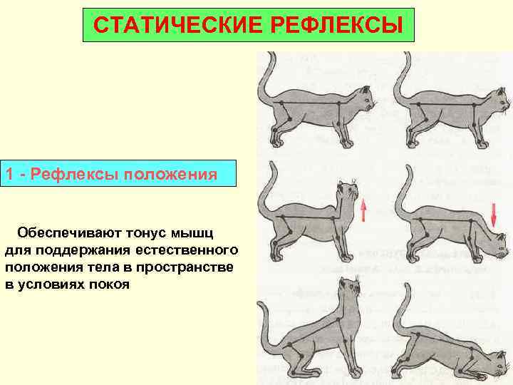    СТАТИЧЕСКИЕ РЕФЛЕКСЫ 1 - Рефлексы положения Обеспечивают тонус мышц для поддержания