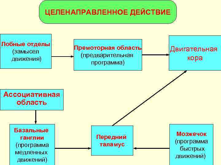   ЦЕЛЕНАПРАВЛЕННОЕ ДЕЙСТВИЕ  Лобные отделы   Премоторная область  Двигательная 