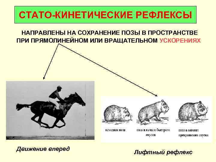 СТАТО-КИНЕТИЧЕСКИЕ РЕФЛЕКСЫ НАПРАВЛЕНЫ НА СОХРАНЕНИЕ ПОЗЫ В ПРОСТРАНСТВЕ ПРИ ПРЯМОЛИНЕЙНОМ ИЛИ ВРАЩАТЕЛЬНОМ УСКОРЕНИЯХ Движение