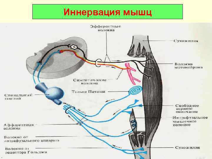 Иннервация мышц 