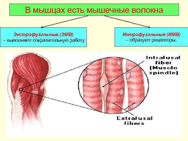   В мышцах есть мышечные волокна Экстрафузальные (ЭМВ)  Интрафузальные (ИМВ) – выполняют