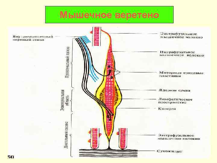 Мышечное веретено 