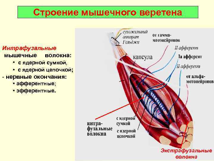    Строение мышечного веретена  Интрафузальные мышечные волокна:  • с ядерной