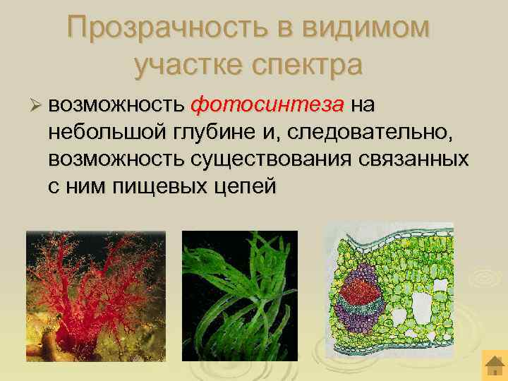  Прозрачность в видимом  участке спектра Ø возможность фотосинтеза на небольшой глубине и,