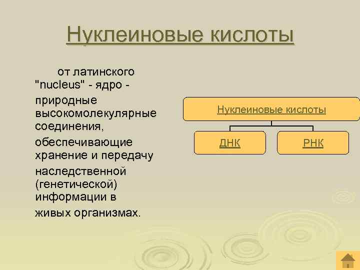   Нуклеиновые кислоты от латинского 