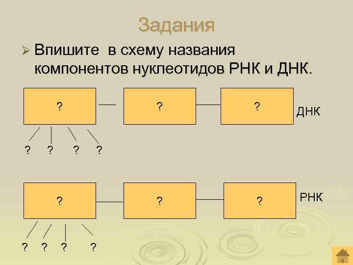      Задания Ø Впишите  в схему названия компонентов нуклеотидов