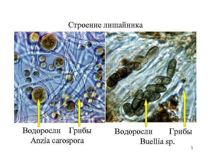   Строение лишайника Водоросли  Грибы  Anzia carospora  Buellia sp. 
