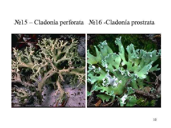 № 15 – Cladonia perforata  № 16 Cladonia prostrata    