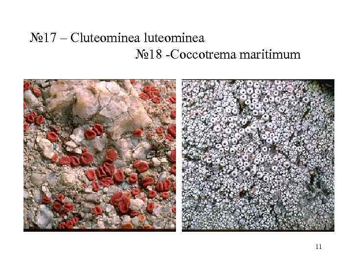 № 17 – Cluteominea   № 18 Coccotrema maritimum    