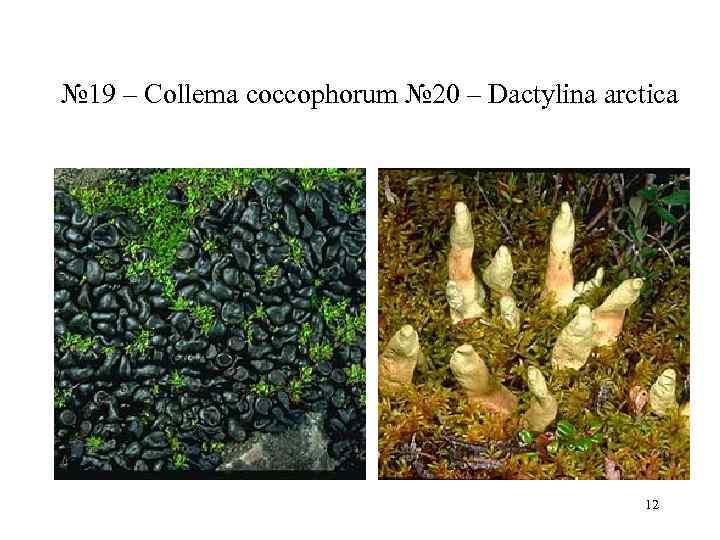 № 19 – Collema coccophorum № 20 – Dactylina arctica    