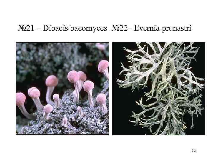 № 21 – Dibaeis baeomyces № 22– Evernia prunastri     13